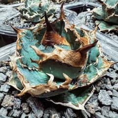 L168 超優秀血統 激アレ台湾産 多肉植物 アガベ チタノタ 毒蛇 子株