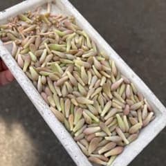 多肉 葉挿し 姫秋麗のサムネイル