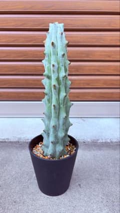 ②雷斧閣 ステノセレウス ベネケイ 柱サボテンのサムネイル
