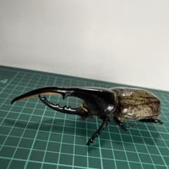 ヘラクレスオオカブト 標本（全長145mm）手先足先取れてます。 - メルカリ