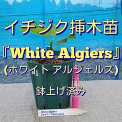イチジク挿木苗 White Algiers - メルカリ