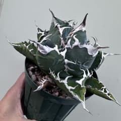 アガベ スーパーチタノタ カクタスグリーン産 悪魔くん 子株 - メルカリ