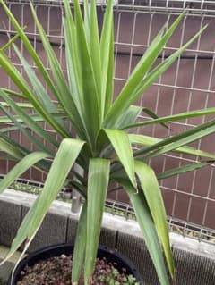 ユッカ　植物　ドライガーデンのサムネイル