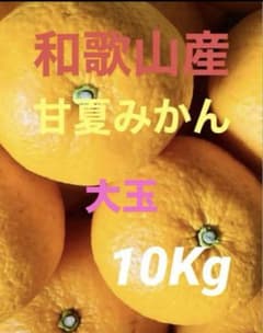 和歌山産 甘夏みかん 大玉 10Kgのサムネイル