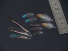 カワセミのいろいろな羽根　鳥の羽根のサムネイル
