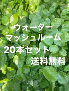 無農薬ウォーターマッシュルーム！！20本セット 送料無料のサムネイル