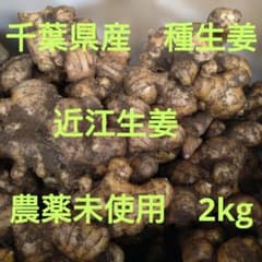 4KG 千葉県産 近江生姜 種生姜 農薬未使用 農家直送のサムネイル