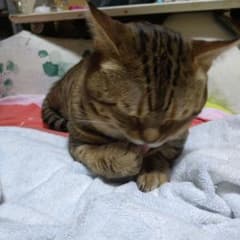 ブラウンタビー 猫雑貨 インテリアのサムネイル