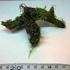 ⭐️ ウィローモス付き　流木　④のサムネイル