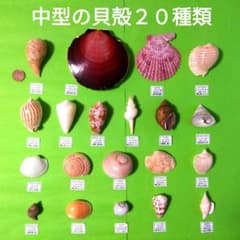鹿児島県内で採集した「中型の貝殻20種類」 - メルカリ