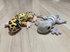 【単品購入⭕️】TAKE OFF/Animania/ヒョウモントカゲモドキのサムネイル