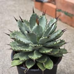 m84036110814_1.jpg?1726977212