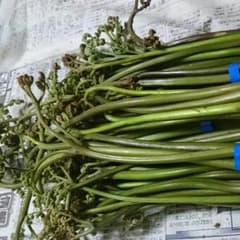 まちゃよ様専用 わらび２キロのサムネイル