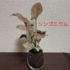 シンゴニウム　ピンク☆ ハイドロ仕上げ　癒しの観葉植物のサムネイル