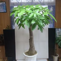 パキラ。超大型。 観葉植物 鉢ごと無料で発送致します。 - メルカリ