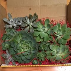 しましまーんず様専用のサムネイル