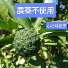 青ゆず・小さな柚子／農薬不使用のサムネイル