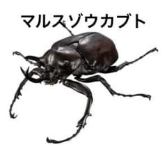 いきもの大図鑑アドバンス ゾウカブトとヘラクレスオオカブト マルスゾウカブトのサムネイル