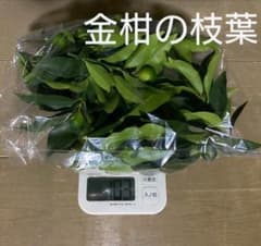 無農薬 金柑 枝 葉のサムネイル
