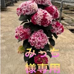 みっち様専用 紫陽花 アジサイ ホットチボリマーブル ピンク スタンド