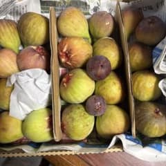イチヂク（蓬莱柿）　配送エリア限定　翌日の午前中お受け取り可能な方のサムネイル