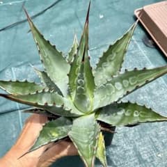 アガベ モンタナ ビッグスカイ 中株 ドライガーデン - メルカリ