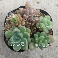 つぶつぶ多肉 抜き苗 5種 多肉植物のサムネイル