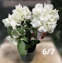 ブーゲンビリア ブルーハワイ パフェシリーズ 複数株植え 3.5寸鉢 育成