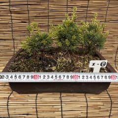 3本セット ☆盆栽☆ 赤石五葉松 X-22 ☆愛媛県より発送☆ - メルカリ