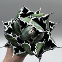 龍門】アガベ チタノタ“極上OC白鯨”精品スーパーボール白鯨 - メルカリ
