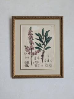 ART92　「セイヨウオニシバリ」ボタニカルアート ART92 「セイヨウオニシバリ」ボタニカルアート - メルカリ