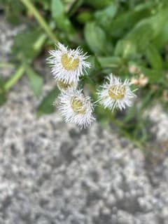 【行人様専用です】のサムネイル