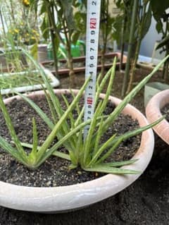 アロエベラ　無農薬　食用　観賞用 5本セットのサムネイル