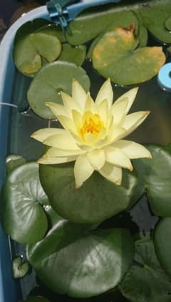 温帯睡蓮(小さめ1個)とヤエオモダカ(クワイ2個)のセットのサムネイル