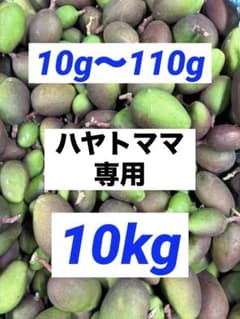 摘果マンゴー 10kg ⑤ - メルカリ