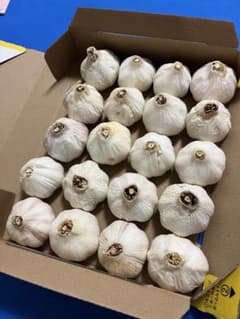無農薬！静岡県沼津市産平戸ニンニク！！20個のサムネイル