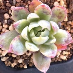 可愛い色♡超超激レア！！！おらいさん♡ミックスベリア 三日月