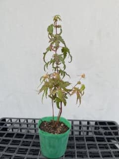 イロハモミジ 苗木 3苗のサムネイル