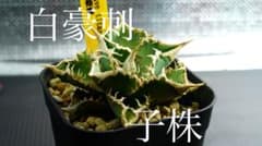 アガベ チタノタ 白豪刺 大株 子株付き アガベ チタノタ 白豪刺 子株 発根済み - メルカリ
