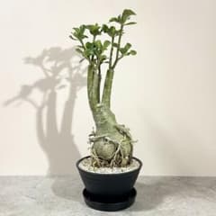 アデニウム オベスム 'LV'コーデックス 観葉植物 塊根植物 発根済み 大