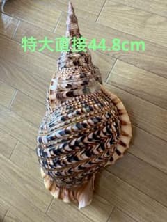 法螺貝 特大 直接約44.8cm 1269g - メルカリ