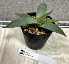 アガベ実生　パリートランカータ　（54）のサムネイル