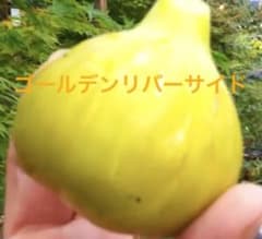 イチジク苗  Golden River side  取り木 大苗のサムネイル