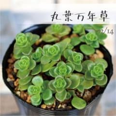 MiMi【多肉植物】セダム ポットごと or 抜き苗 6㎝ポット 多肉植物【丸葉万年草】セダム ポットごと or 抜き苗 6㎝ポット - メルカリ