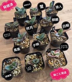 鉢ごと発送】人気のチタノタ12種セット【ネームタグ付】 - メルカリ