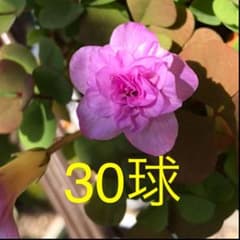 オキザリス　ポンポン　球根30個+αのサムネイル