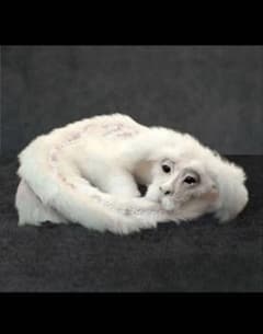 m84345397113_1.jpg?1761624943