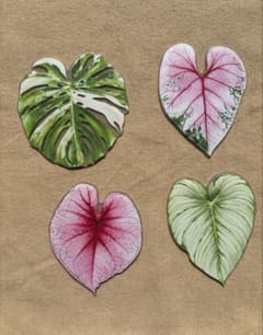 【新品4枚】コースター ボタニカル 観葉植物 モンステラ 斑入り アクリル 葉のサムネイル