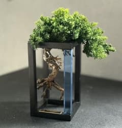 限定 RE BONSAI™︎ by TOUFU TOKYO 東富東京 リボンサイ 限定 RE BONSAI™︎ by TOUFU TOKYO 東富東京 リボンサイ - メルカリ