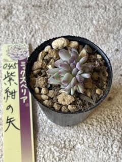 【専用】多肉植物 紫根の矢 ①のサムネイル